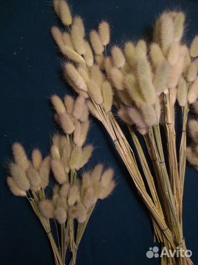 Сухоцвет Лагурус (Заячий хвостик)