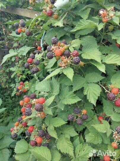 Саженцы ежемалины