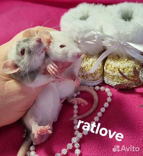 Крысята из питомника мальчики