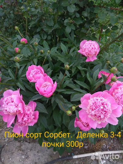 Пионы сортовые