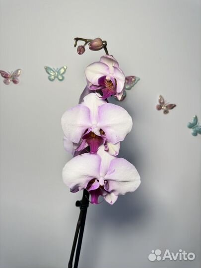 Орхидея фаленопсис