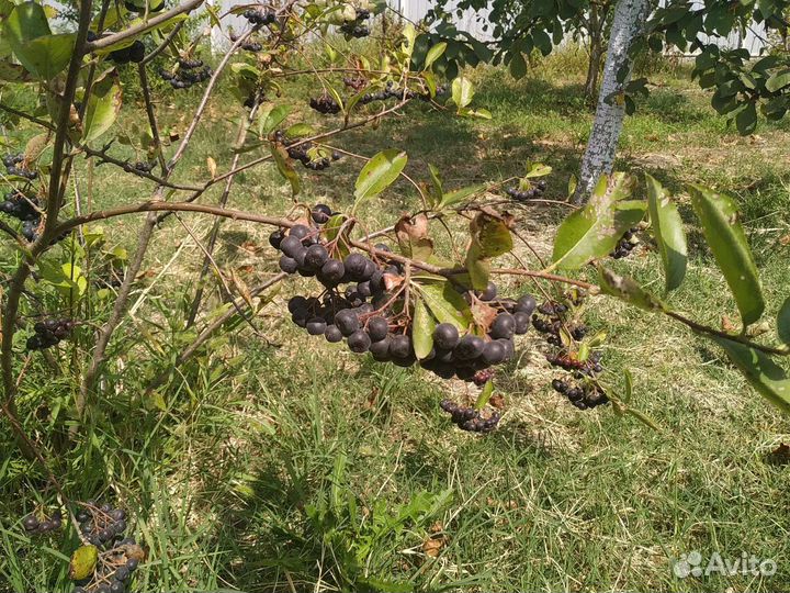 Декоративные и плодовые кустарники