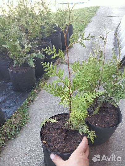 Укорененные черенки туи