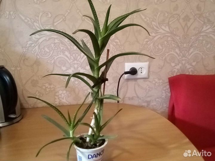Алоэ древовидное