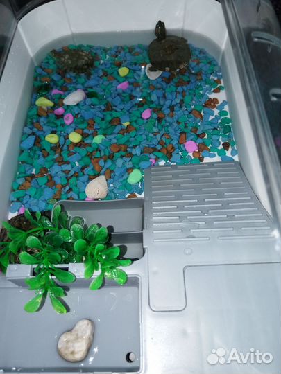 Красноухая черепаха с аквариумом