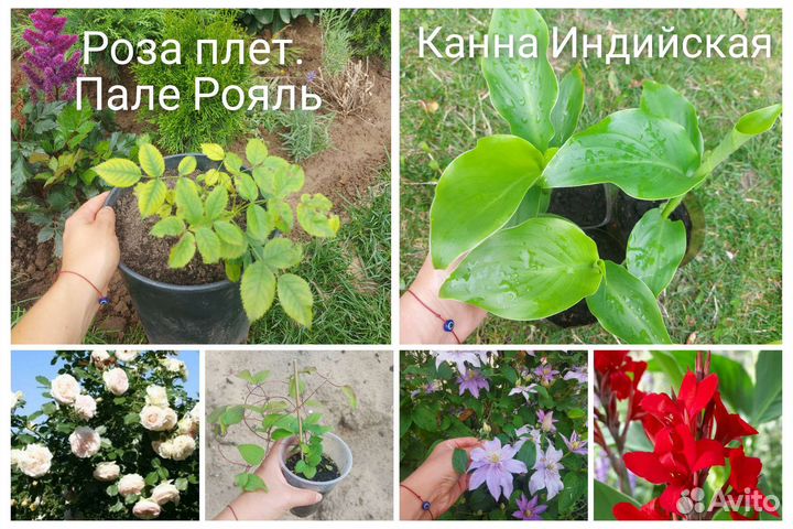 Рассада многолетних цветов. Флоксы Ирис Очиток