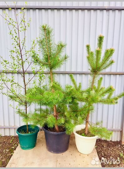 Ели Сосны Березы саженцы с доставкой