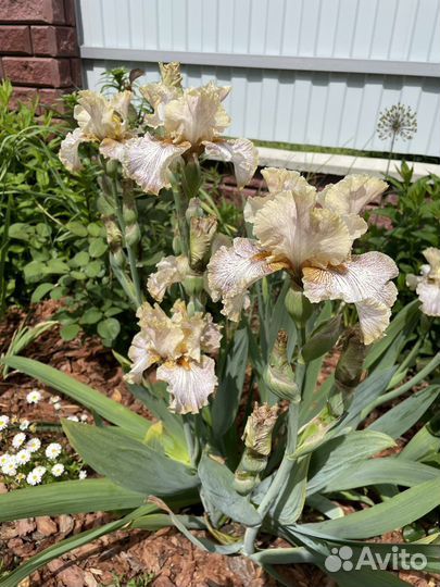 Ирис бородатый, делянки