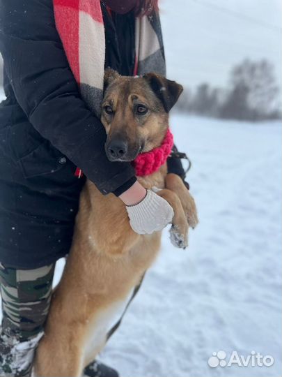 Красотка Кози в активном поиске мампап