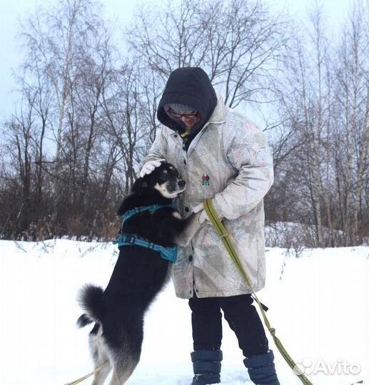 Умница и красавица из приюта