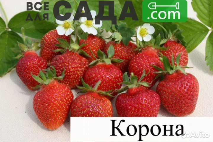 Саженцы клубники Ламбада