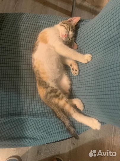 Отдам котенка в добрые руки