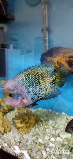 Рыбка Фловер хорн