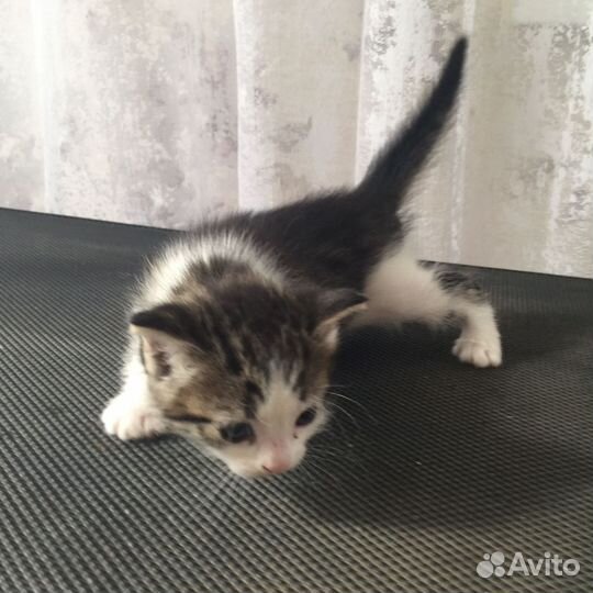 Девочки котята