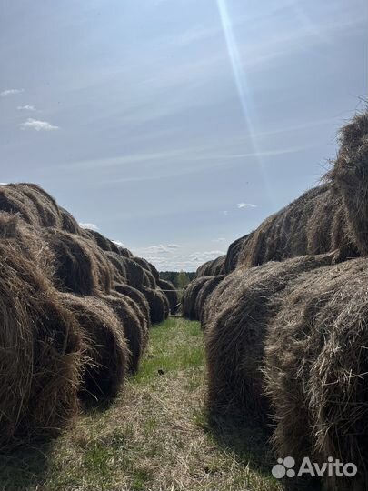 Сено 2022 самовывоз
