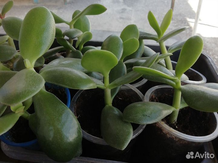 Толстянка, Крассула, Денежное дерево