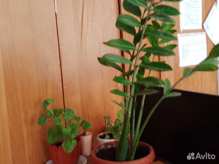 Замиокулькас