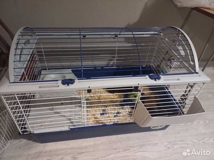 Морская свинка с клеткой бесплатно