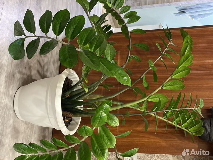 Замиокулькас