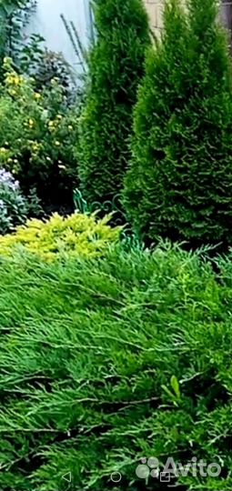 Можжевельник китайский, горизонтальный