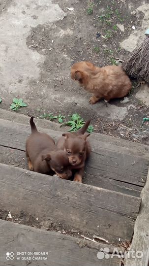 Щенки