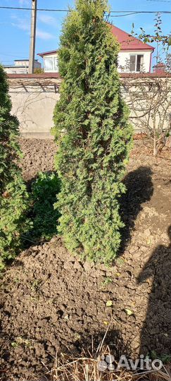 Туи колоновидные