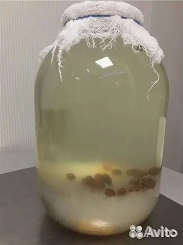 Индийский морской рис