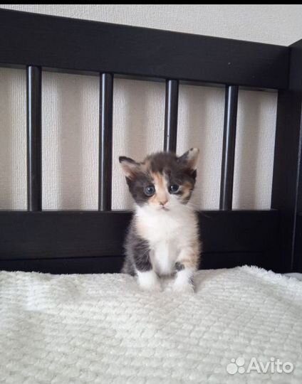 Котик манчкин