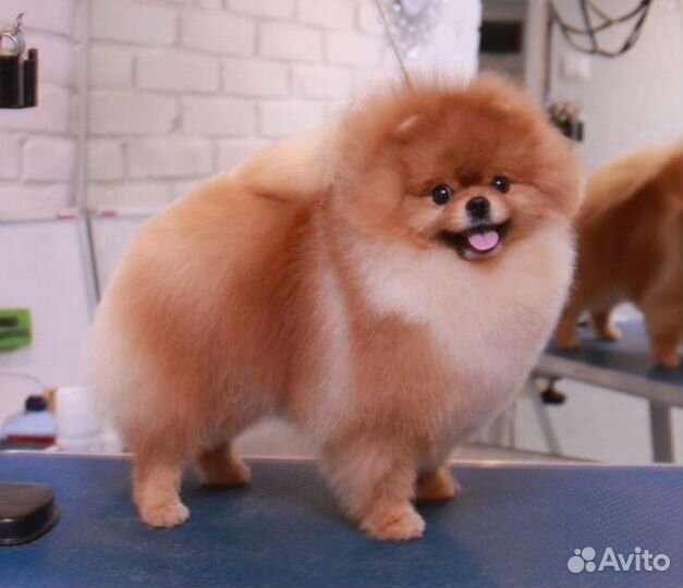 Стрижка шпица