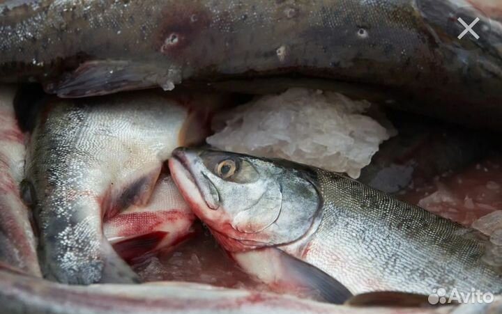 Свежемороженая горбуша