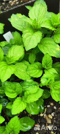 Мята Джинжер