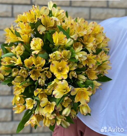 Альстромерия жёлтая