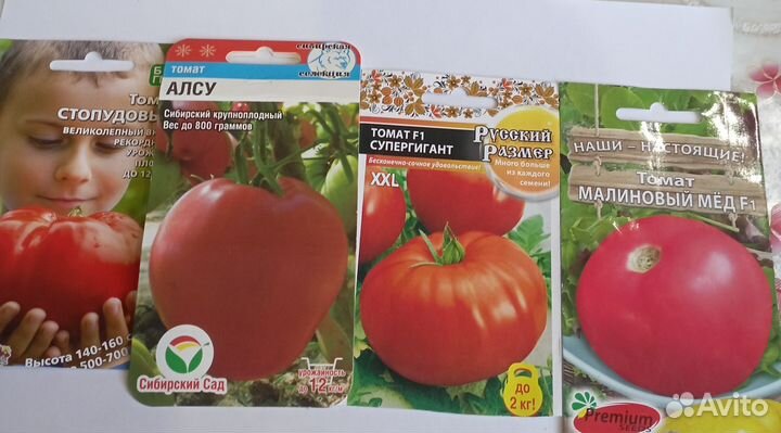 Рассада помидор