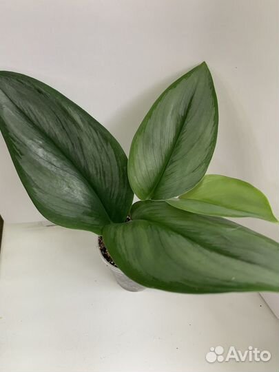 Сциндаптус мунлайт