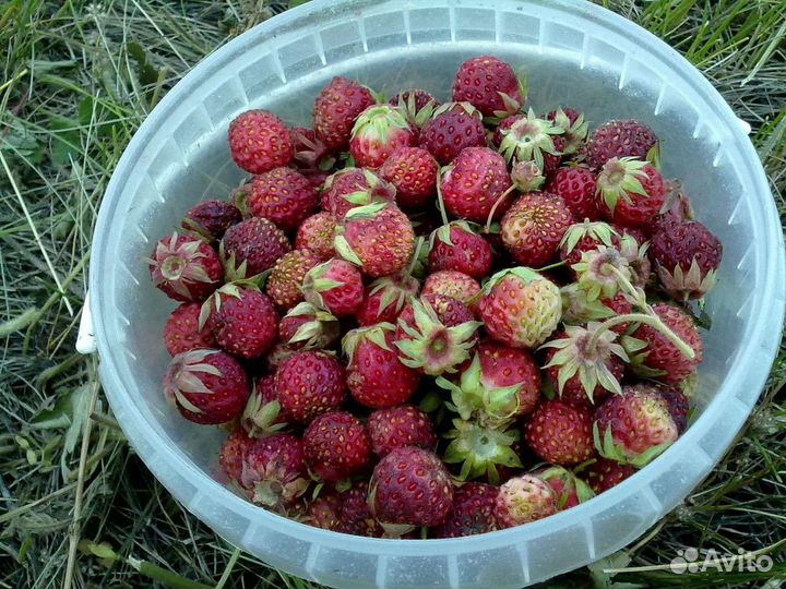 Клубника Лесная