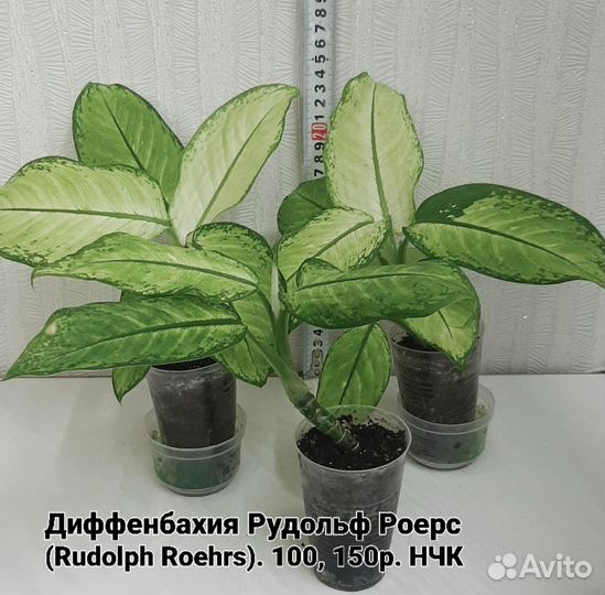 Диффенбахии