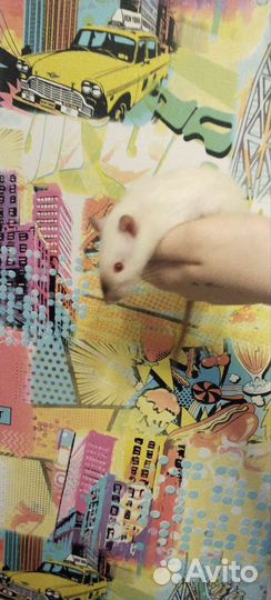 Крыса дамбо