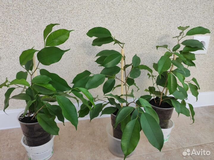 Фикус Бенджамина и Бенджамина Кинки