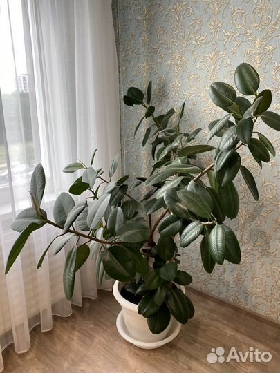 Фикус каучуконосный