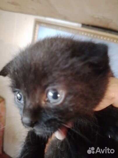 Котик