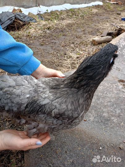 Амераукан ия