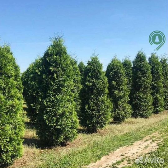 Туя брабант с доставкой