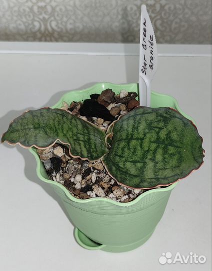 Сансевиерия сортовая