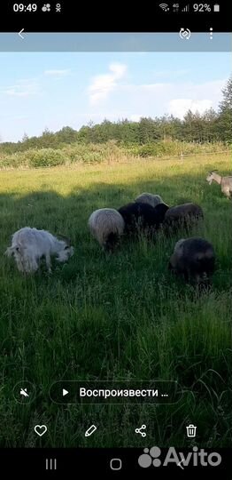 Овцы бараны