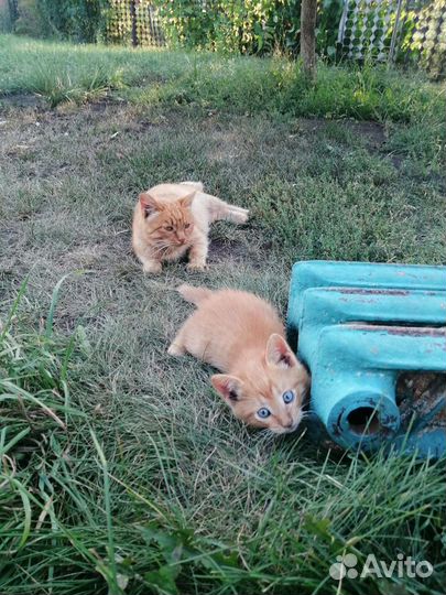 Кошки в добрые руки бесплатно