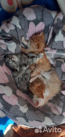 Котята в добрые руки