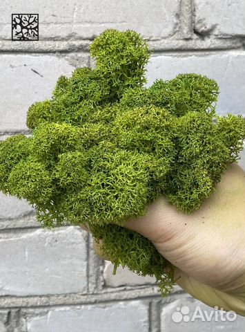 Мох для дизайна Лаймовый купить в Санкт-Петербурге | Товары для дома и ...