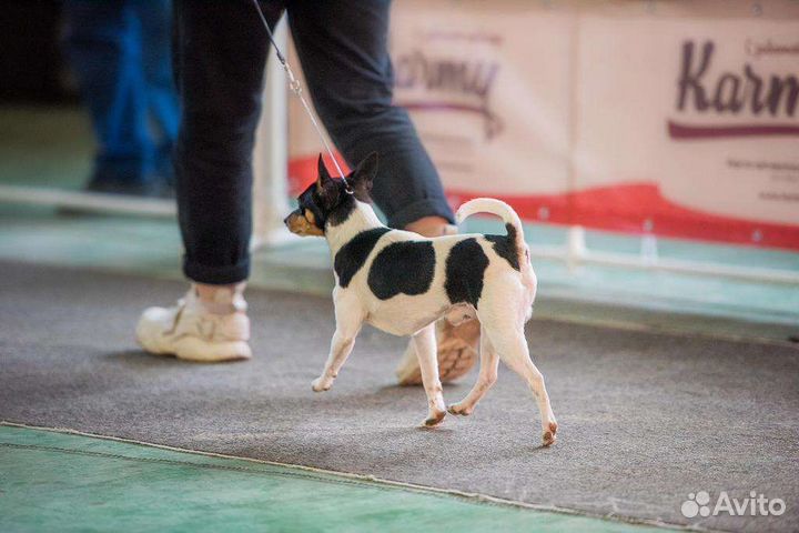 Американский той фокстерьер