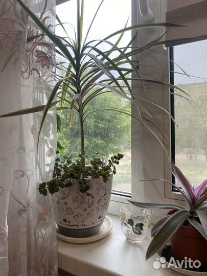 Каллизия и Традесканция