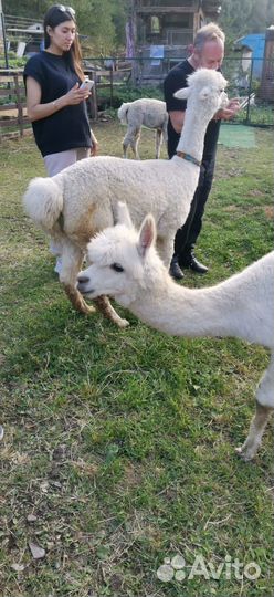 В гости к альпакам: воспоминания на всю жизнь